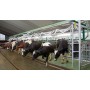 Доїльний зал типу "Ялинка" EuroClass 1200/1200 RE